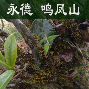 普洱茶永德鸣凤山古树茶2021年明前生茶散茶新茶手工茶包邮