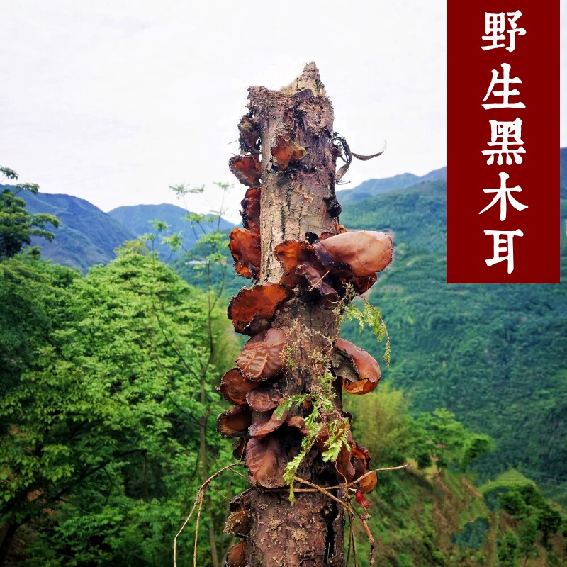 黑木耳特级野生深山软糯纯野生