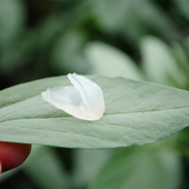 皂角米 配桃胶雪燕皂角米100克 云南梁河野生单荚雪莲子干货