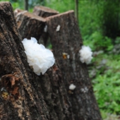 椴木银耳干货 近野生易出胶好银耳孕妇无硫75g 糯雪耳白木耳干货