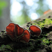 四川深山椴木黑木耳干货 近野生250g 春耳干木耳上等黑木耳
