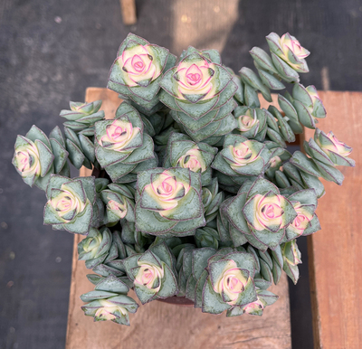 星王子青锁龙科群室内多肉植物