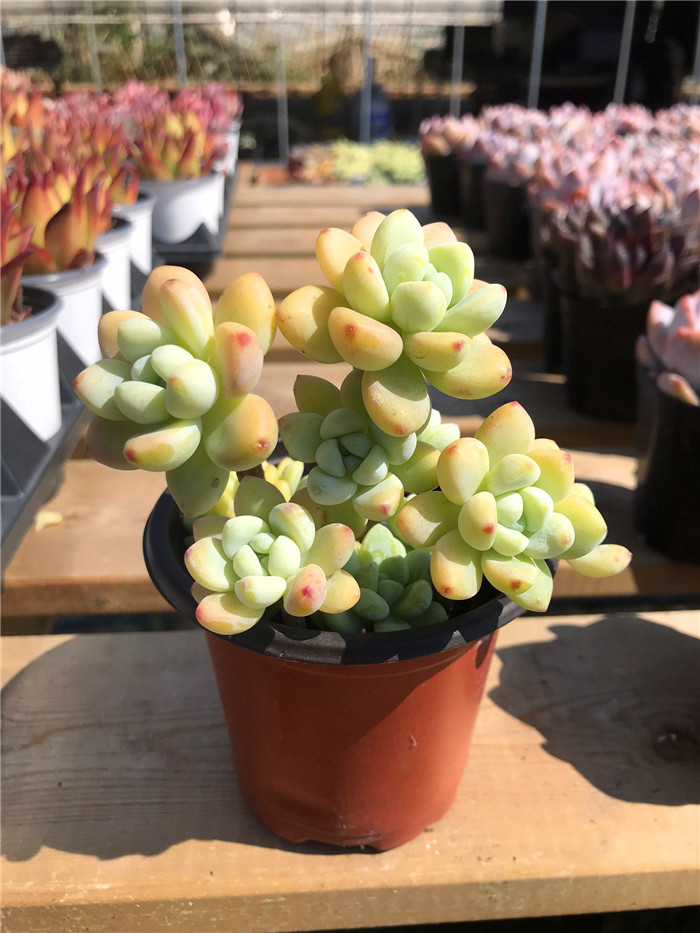 多肉植物大群生老桩 图片 价格 多少钱 什么值得买