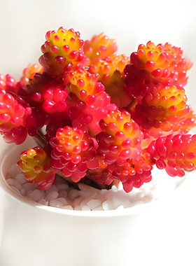 红色浆果 小红莓老桩 四季好养易繁殖多肉植物 窗台庭院萌物盆栽