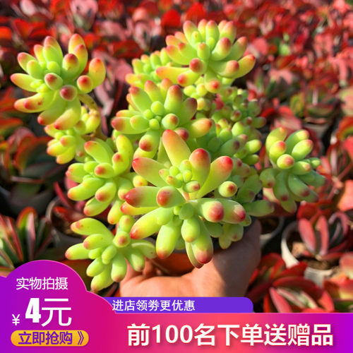 多肉植物乙女心价格 多肉植物乙女心图片 星期三