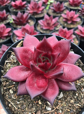绿植罗宾云系大棵好养多肉植物