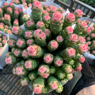 钱串多肉植物 钱多多钱串子牡丹钱串锦 新手好养室内花卉绿植盆栽