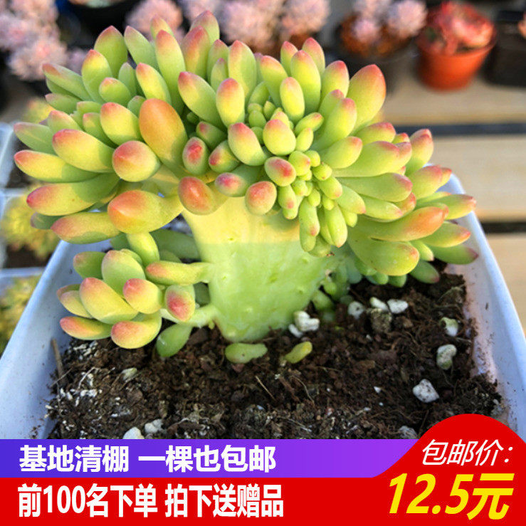 春萌多肉价格 春萌多肉图片 星期三