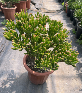 吸财树 筒叶花月 云南基地包邮多肉植物 室内书房趣味观赏盆栽