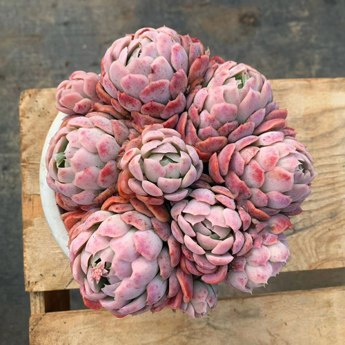 包子状态书房阳台贝瑞多肉植物