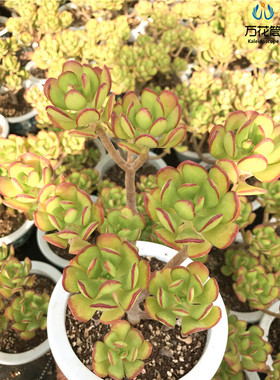 绿植宝珠阳台庭院楼顶多肉植物