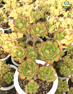 多肉植物大株 达摩宝珠 老桩群生多肉植物 阳台庭院楼顶萌物绿植