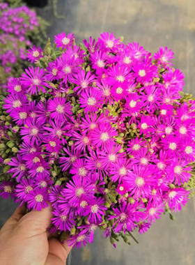 枝干番杏 荧光兔子 开花超好看 新手多肉植物 办公室桌面花卉绿植