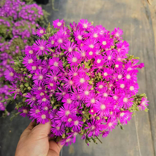 办公室桌面花卉绿植 枝干番杏 荧光兔子 开花超好看 新手多肉植物