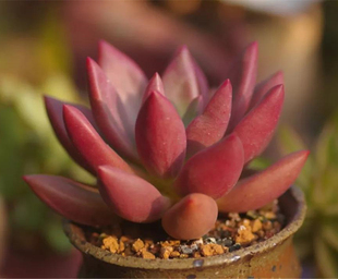 四季 桃花源 单头红色肥嘟嘟多肉植物大颗 包邮 好养萌物绿植 一颗