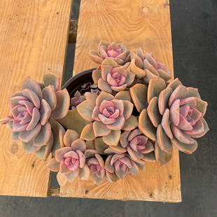 彩虹糖 云南基地清棚露养粉色系状态多肉植物大颗群生养眼绿植