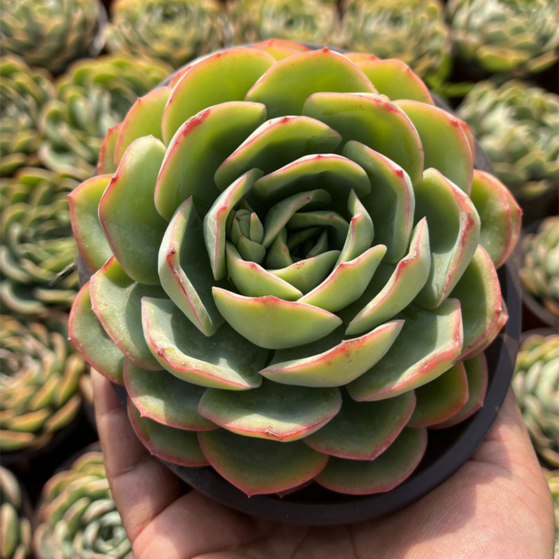 晨露 办公室精品多肉植物新款阳台防辐射好养花月夜红边控养单头,鲜花速递/花卉仿真/绿植园艺,多肉植物,淘宝优惠券,粉丝福利购,淘宝优惠卷