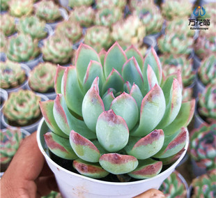 雨燕座 云南基地露养莲花科多肉植物  新手室内阳台防辐射萌物