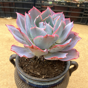 晚霞 薄叶三仙精品大棵老桩多肉植物 一物一拍 室内阳台绿植盆栽