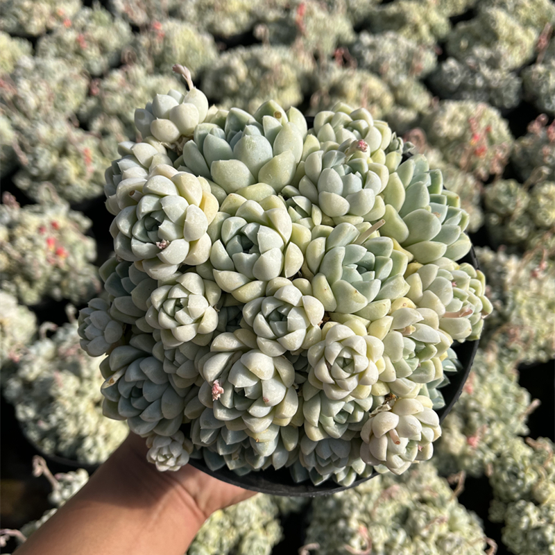 厚叶白月影多肉带盆发货