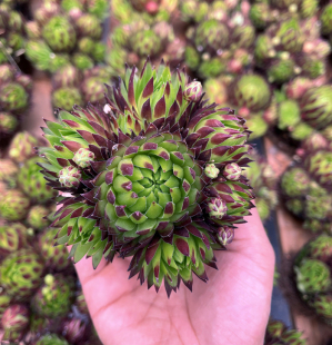 橘子球 长生草属多肉植物耐寒好度夏盆栽 书房办公室萌物好打理