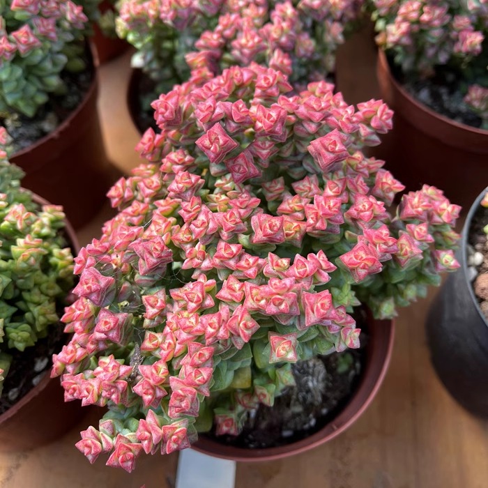 新手好养多肉植物耐寒小米星