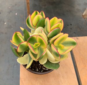 新花月锦价格 新花月锦图片 星期三
