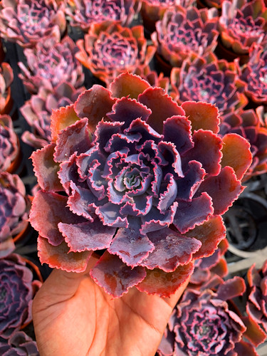 晚霞包邮送赠品大棵耐冻多肉植物