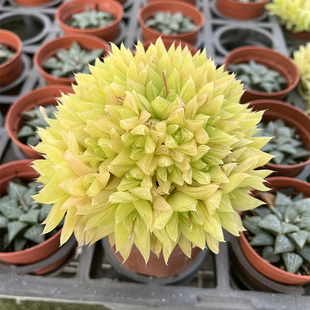 黄金凝脂菊 宝草玉露 百合科十二卷阳台室内好养美观多肉植物盆栽