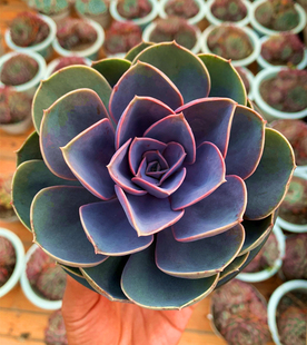 室内书房花卉盆栽 云南基地露养大株清棚多肉植物 紫珍珠 纽伦堡