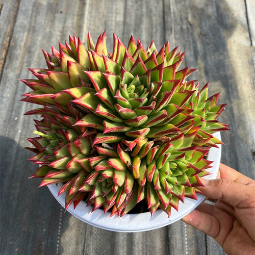 大颗群生多肉植物包邮东云系口红
