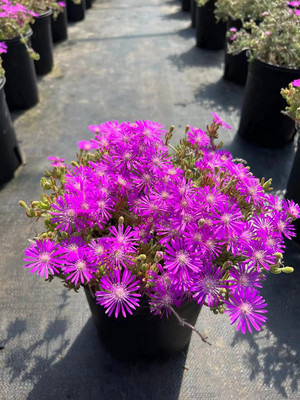 枝干番杏 奔龙 开花超好看 带盆发货多肉植物 办公室桌面花卉绿植