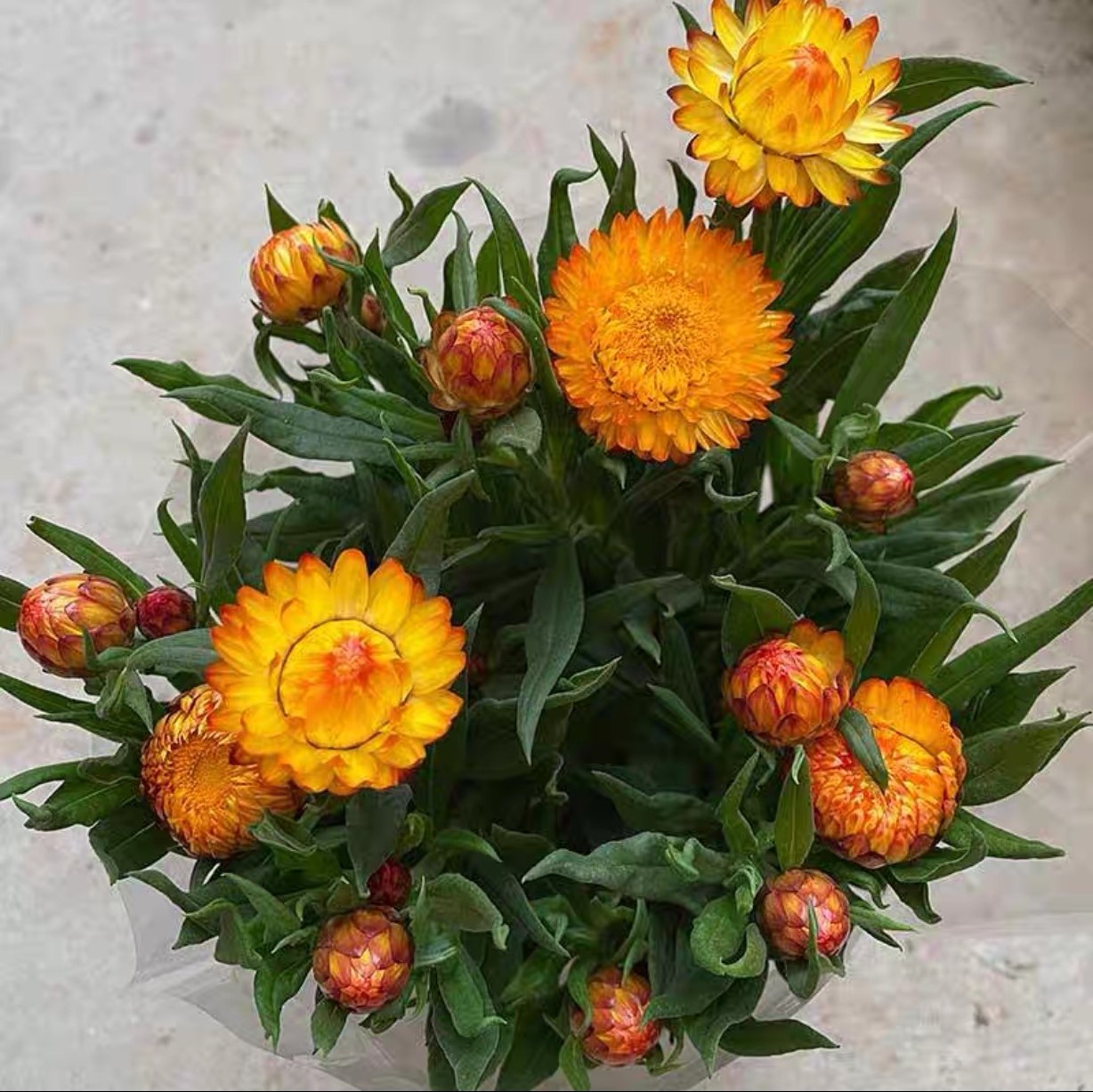 麦秆菊重瓣带花景观花卉蜡菊好养易活室内阳台庭院耐寒植物盆栽