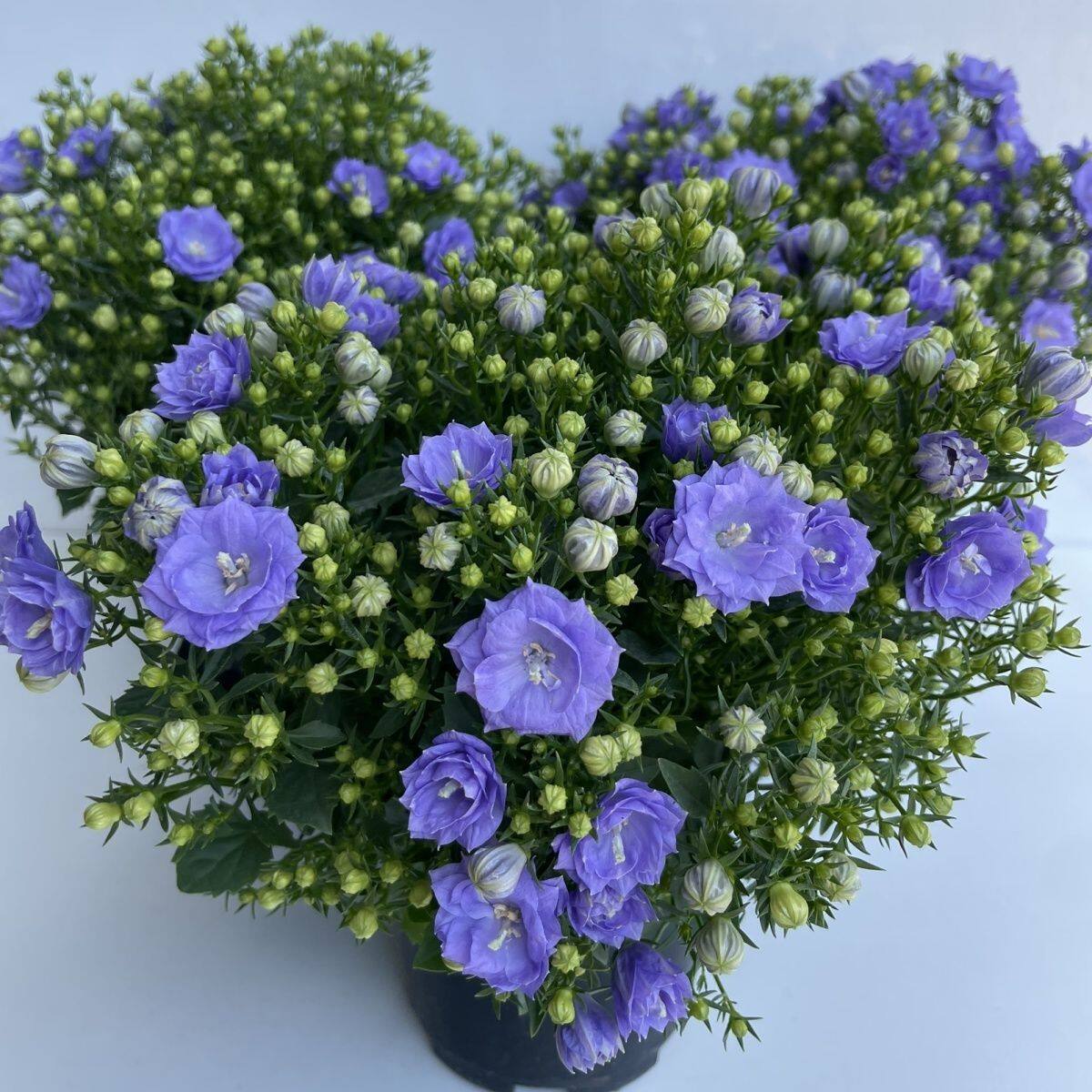 丹麦风铃花盆栽花卉植物室内鲜花四季开花重瓣梦露风铃草易活绿植