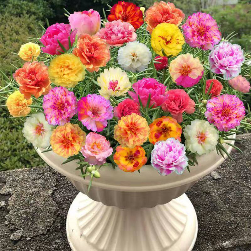 重瓣太阳花盆栽带花苞九点红,二十几种颜色可选室内阳台爆盆强