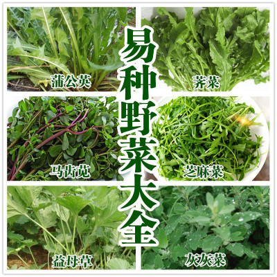 食用野菜野生蒲公英种子大叶荠菜灰灰菜芝麻蔬菜益母草马齿苋包邮