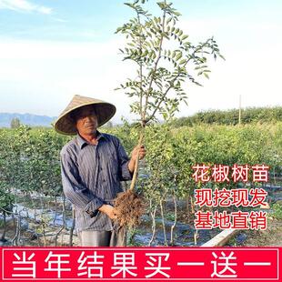 花椒苗树无刺花椒树大苗当年结果四川大红袍花椒树苗小苗盆栽种植