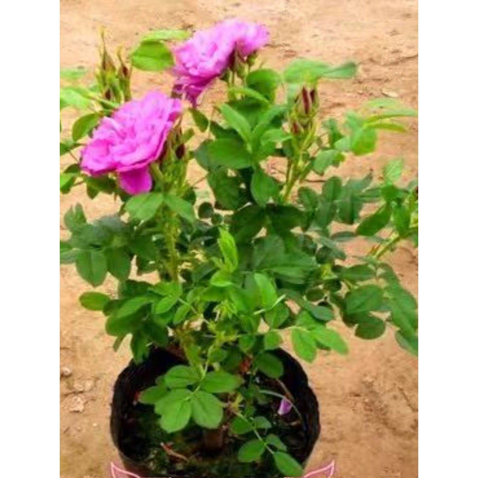 大马士革食用玫瑰花苗平阴四季玫瑰带刺 清新香味 正品基地直销
