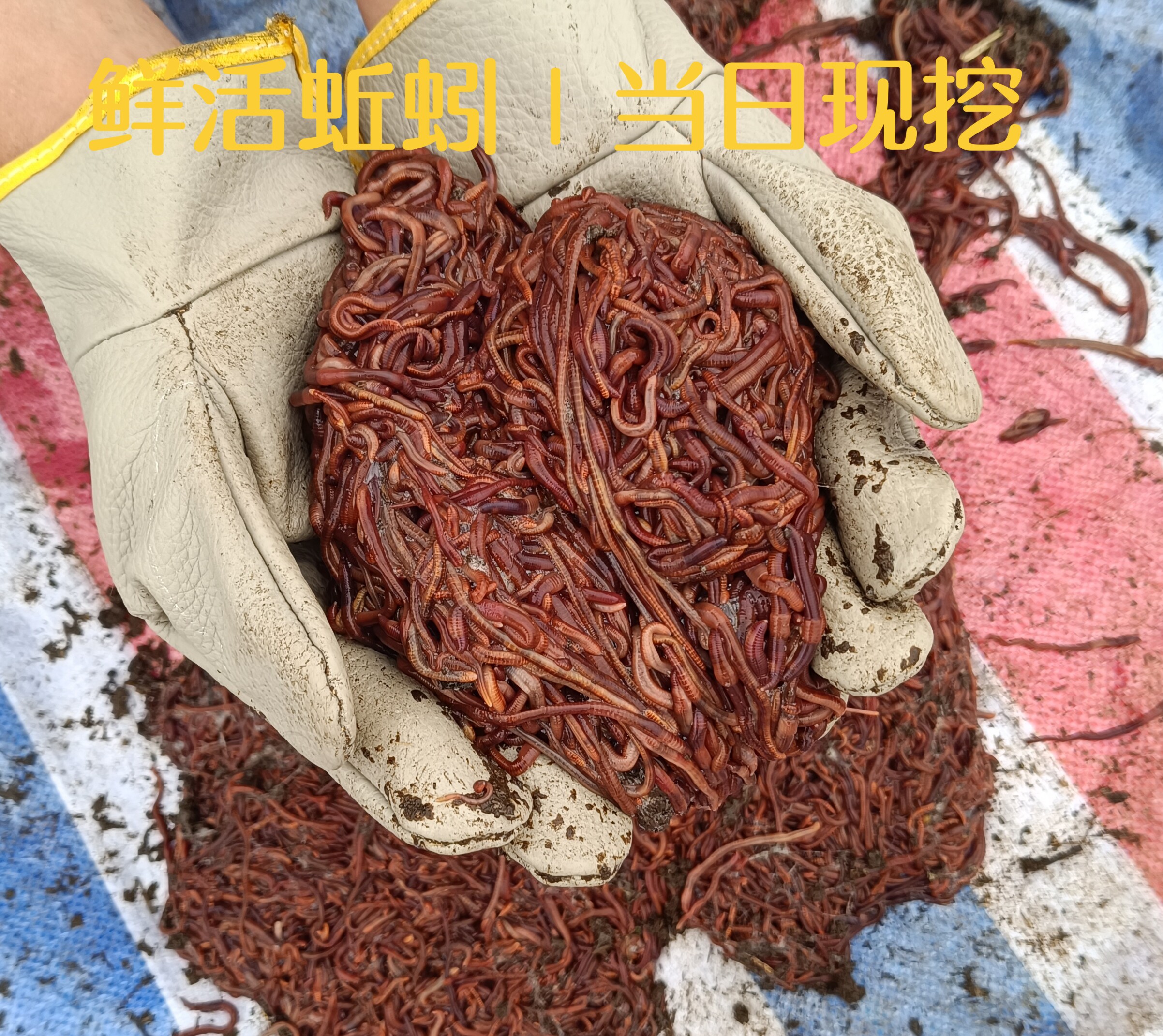 精选鲜活蚯蚓 无异味 活力强 垂钓爆护神器
