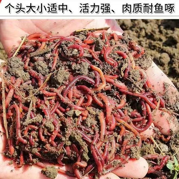 牛粪鲜活红蚯蚓活体鱼饵太平二号活饵/谷麦饵等饵料