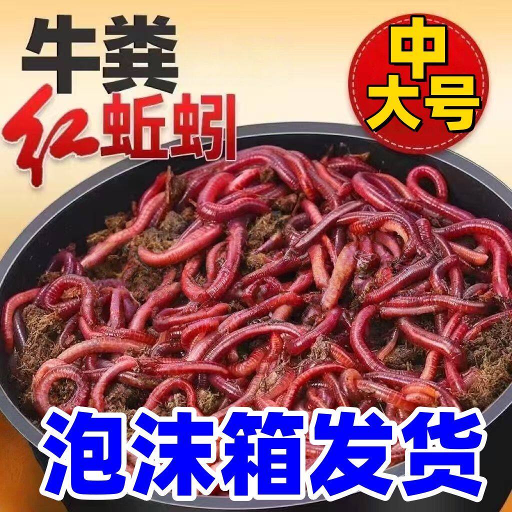 野钓鲫鱼红蚯蚓活饵批发