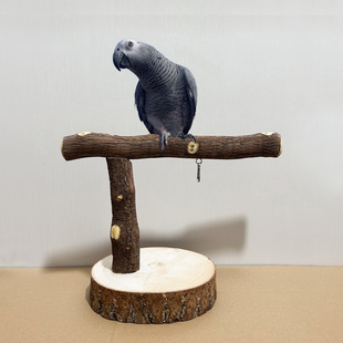 鸟架灰鹦鹉站架灰机桌面天然原木折衷亚马逊凯克栖息中大型鸟专用