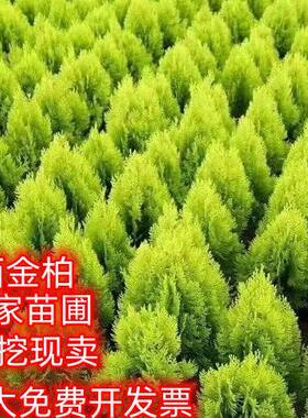 洒金柏苗植物篱笆墙苗青色黄色