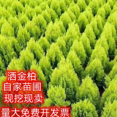 洒金柏苗植物篱笆墙苗青色黄色
