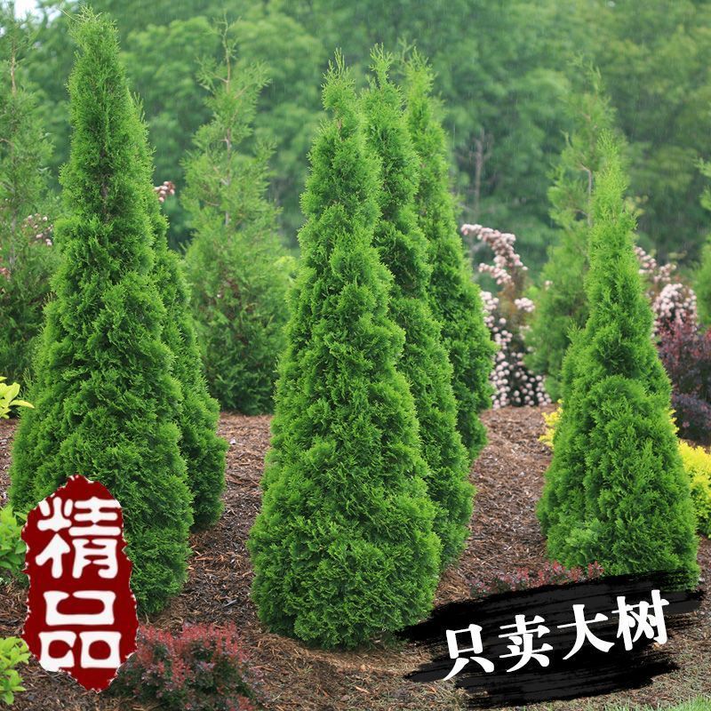 正宗柏树塔柏四季常青松蜀桧苗柏木树苗宝塔松松柏树龙柏松柏绿化