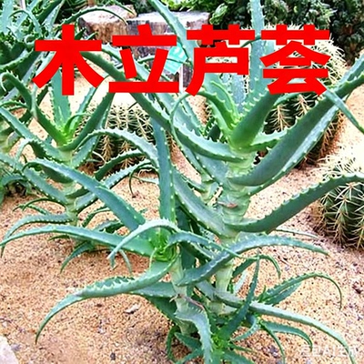 多肉植物木立芦荟龙爪药用包邮