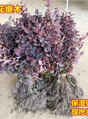 庭院绿化植物四季青花卉红花继木树苗高档灌木观赏绿篱红花继木球