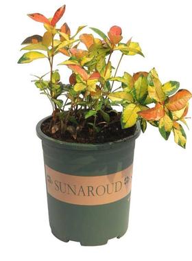 黄金络石盆栽花叶络石懒人爬藤植物室内心叶庭院心形植物四季花园