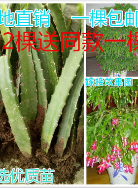 钻木三角柱三棱箭 多肉植物 仙人掌科 嫁接令箭 蟹爪兰专用