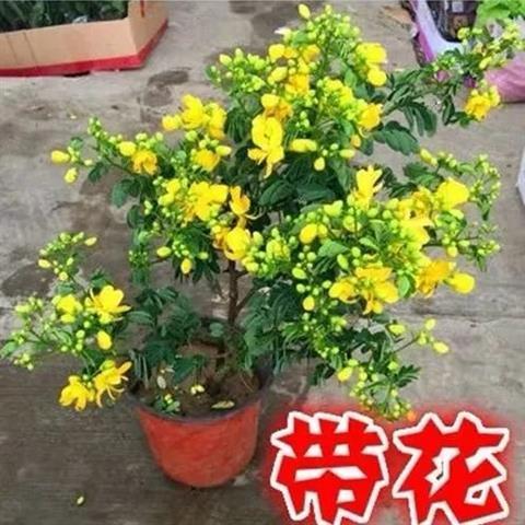 带花苞 黄金梅盆栽多年生木本秋季冬季耐寒开花植物花卉黄金雀苗